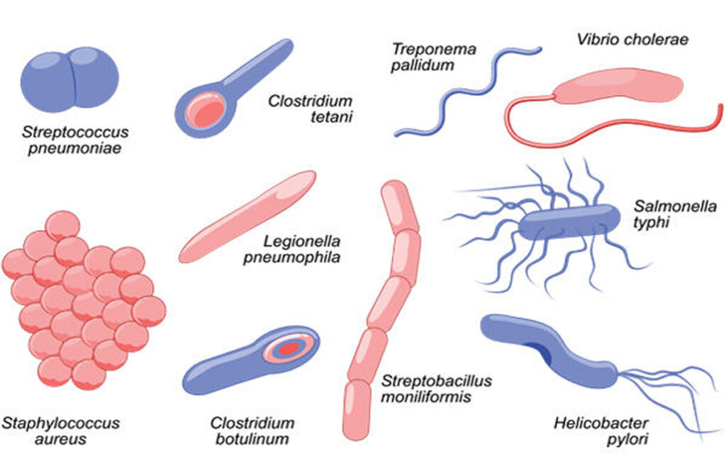 MICROBIOLOGY