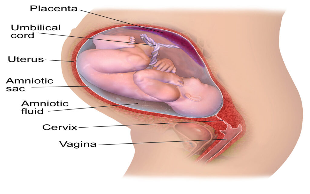 OBSTETRICS & GYNECOLOGY