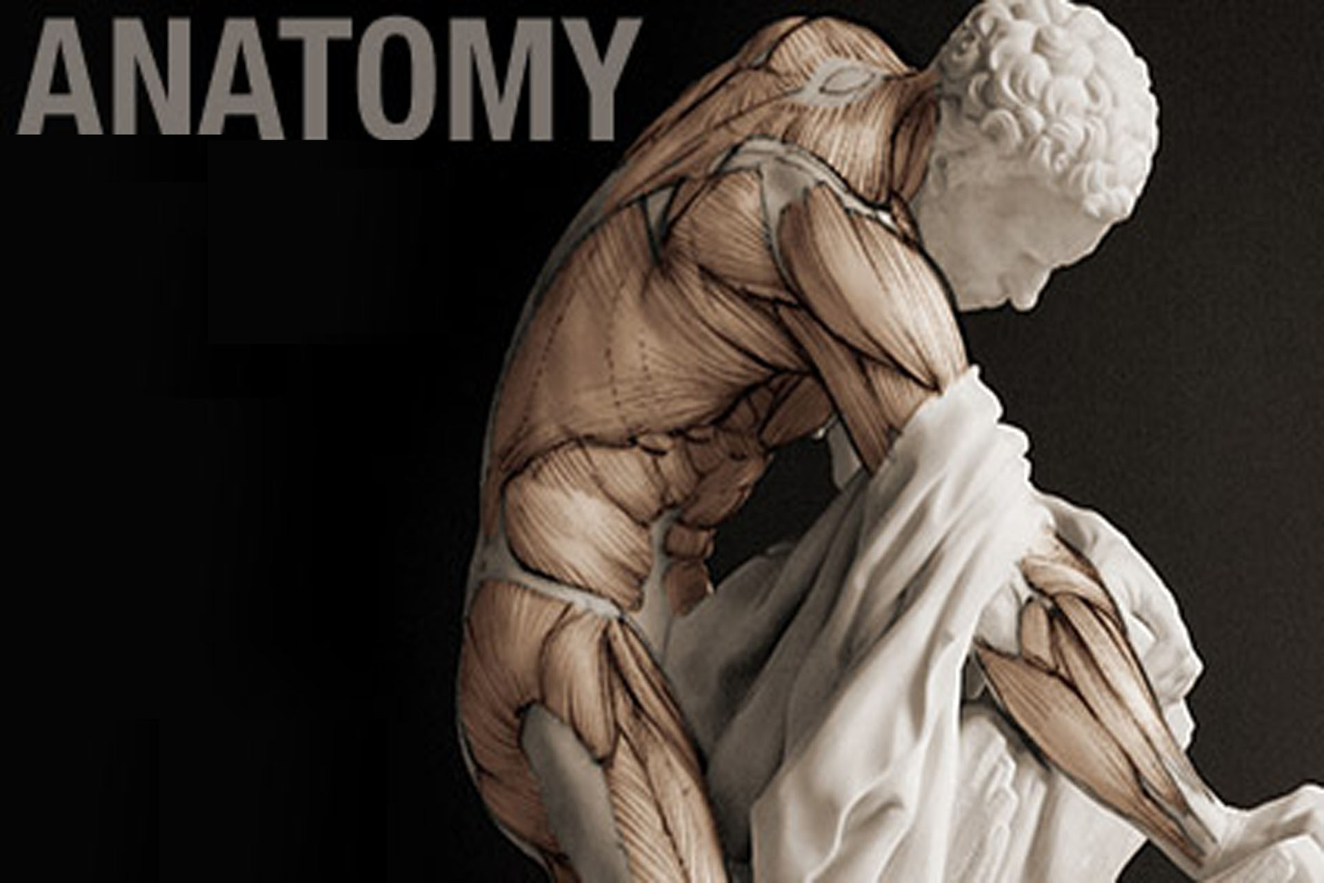 Anatomy