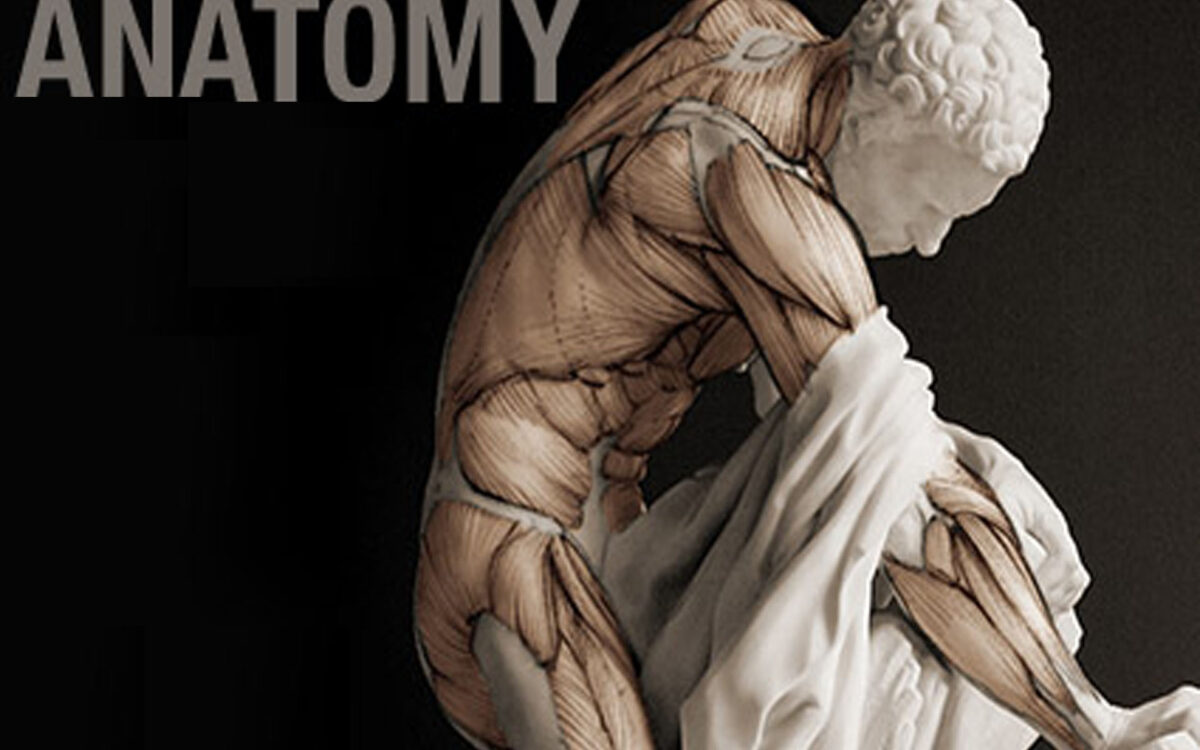 Anatomy